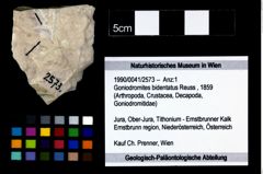 Foto (Objekt + Etikett) von Goniodromites bidentatus (Reuss, 1859)  (NHMW-GEO-1990-0041-2573)